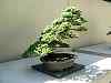 bonsai13.jpg